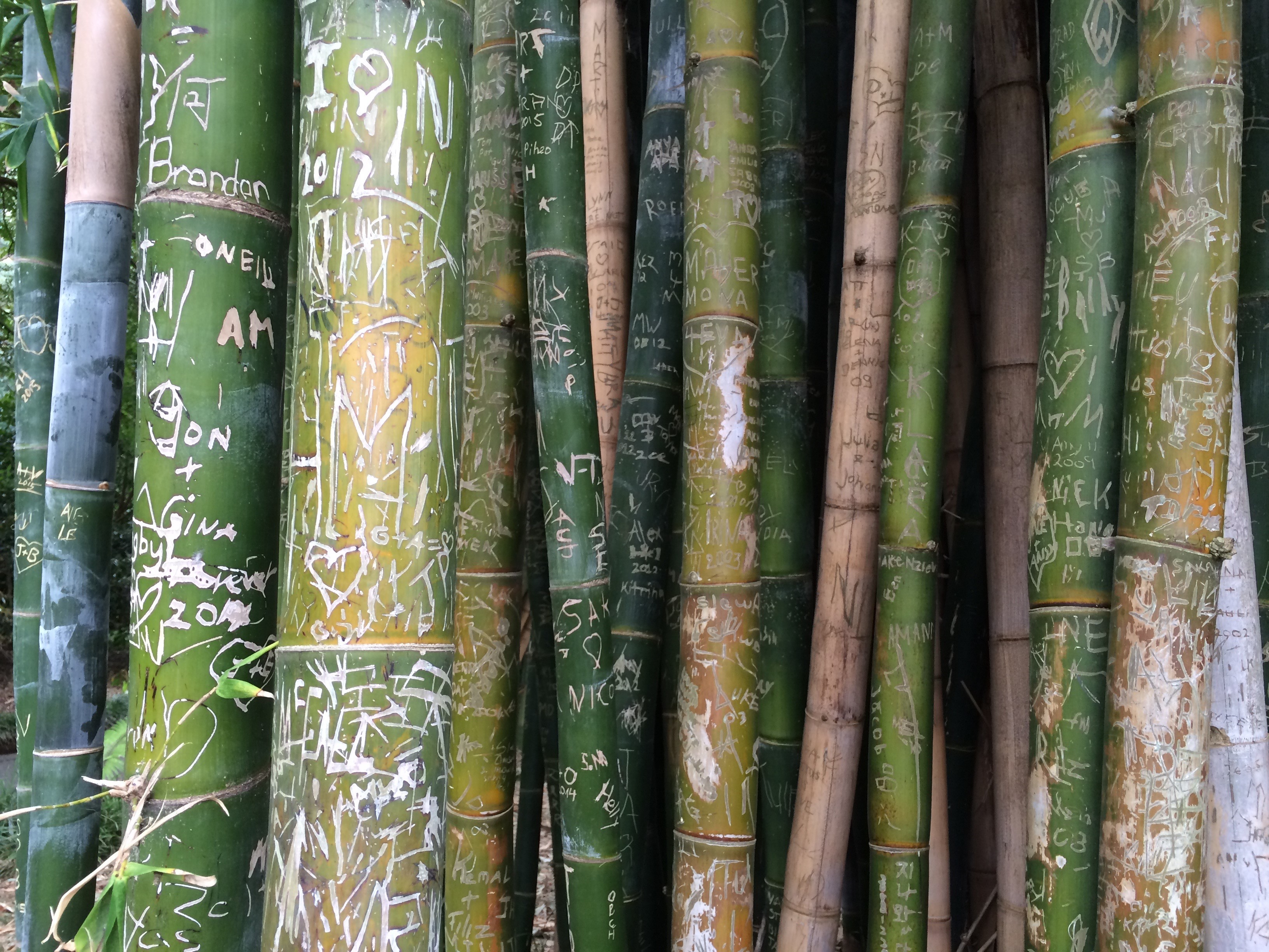 Bamboo stalks