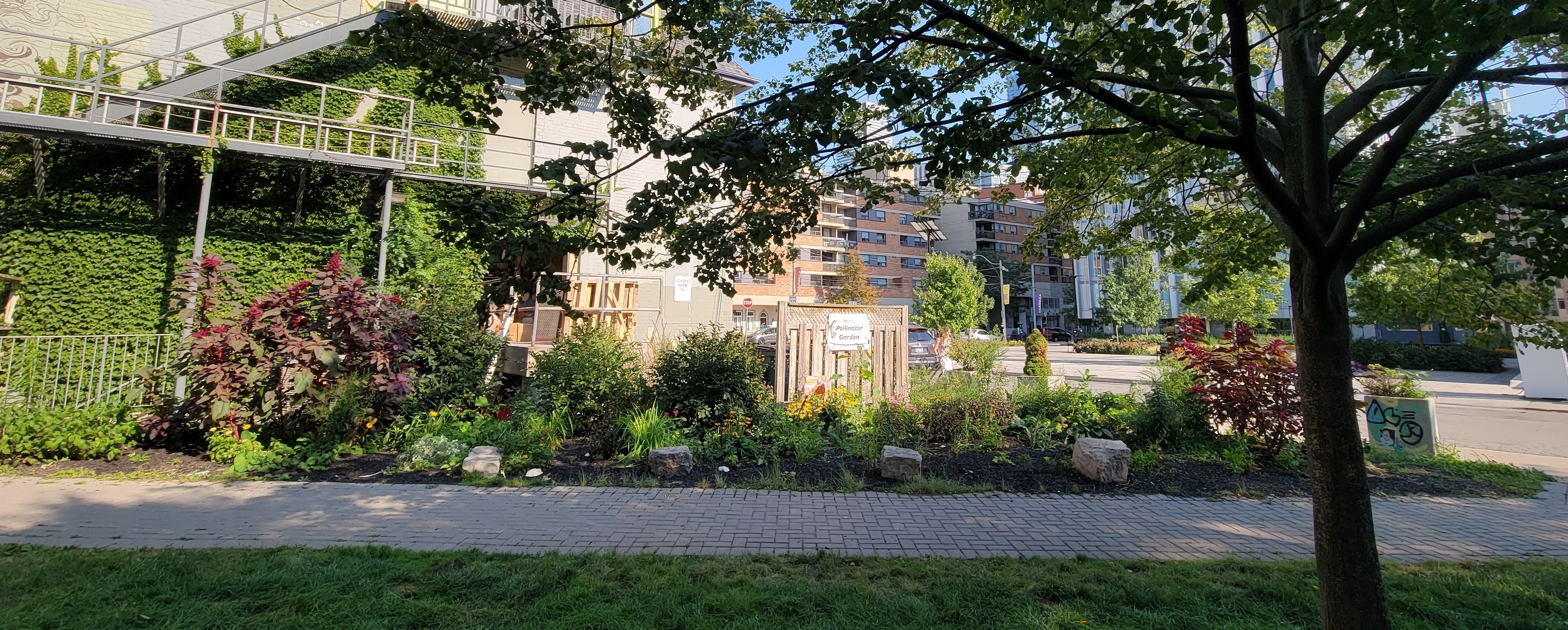 Wide frame view of OCAD U Pollinator Garden