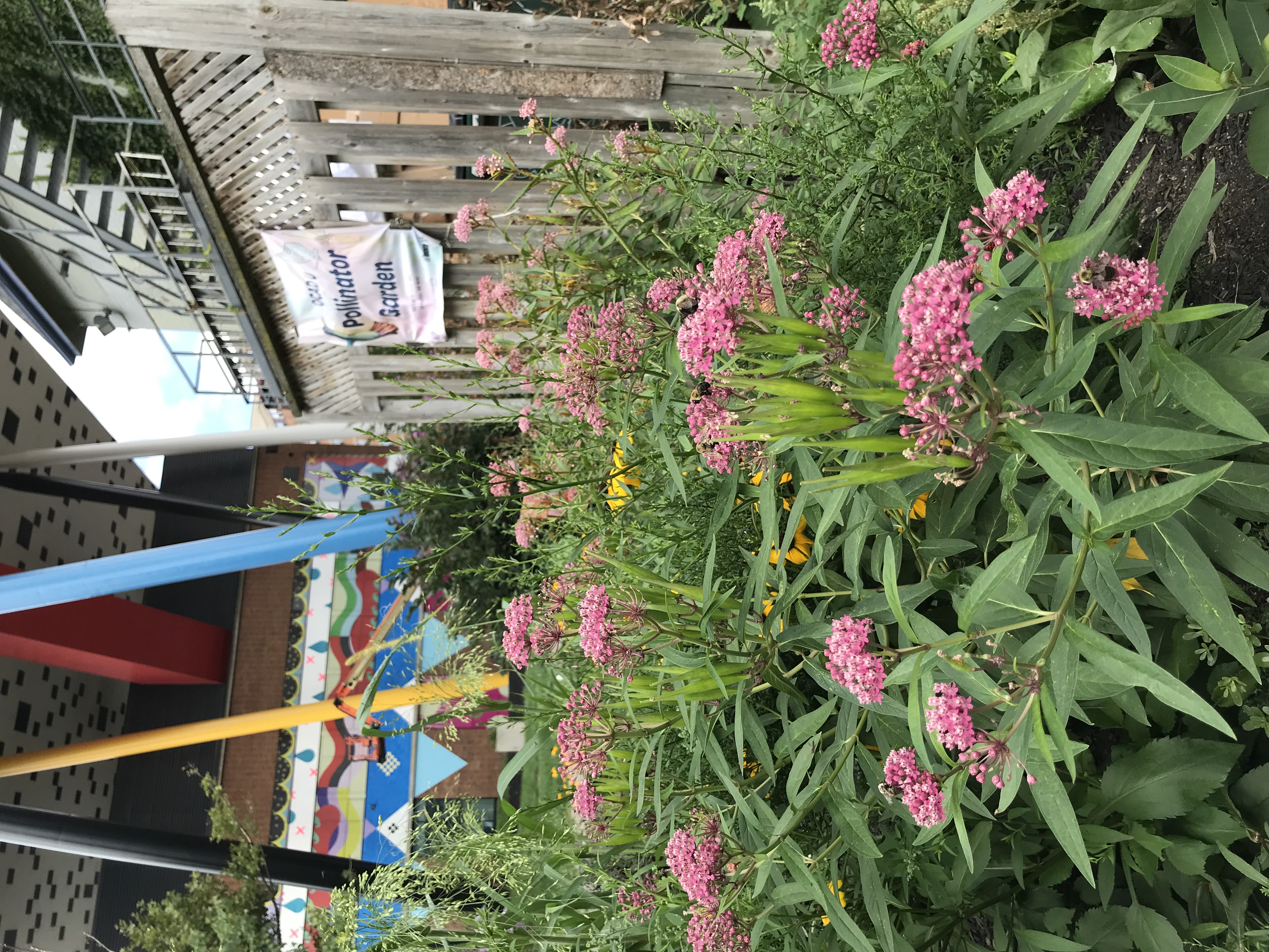 Milkweed in OCAD U Pollinator Garden