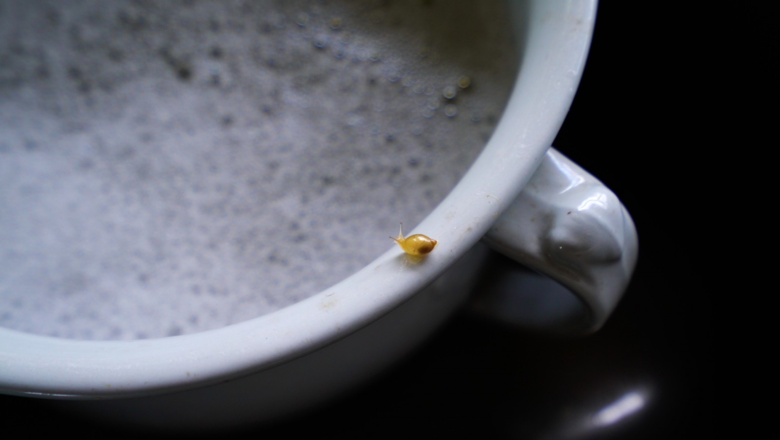 image of a tiny snail on a rim