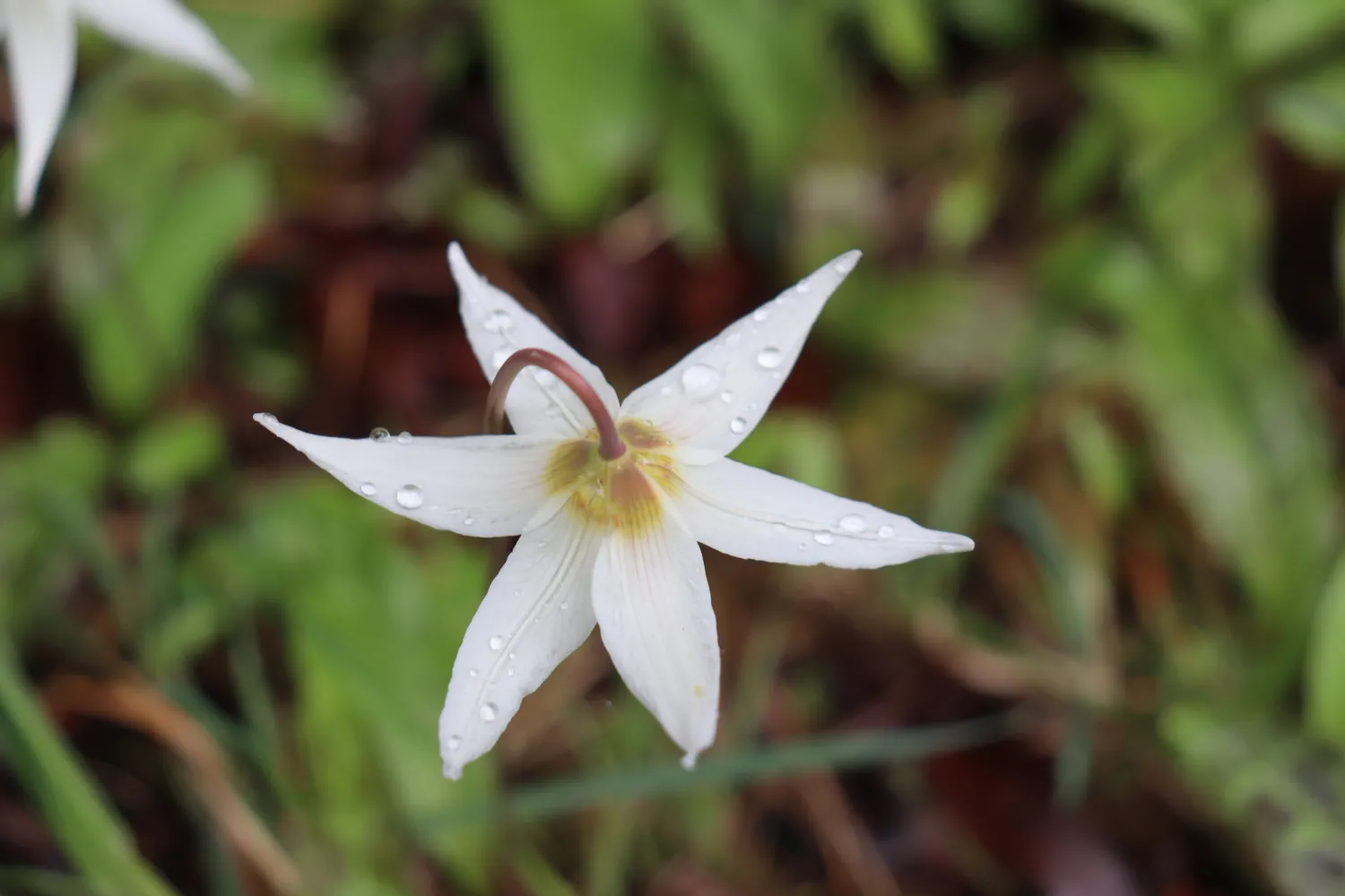 Fawn Lily