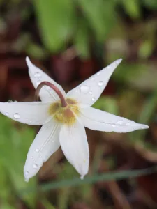 Fawn Lily