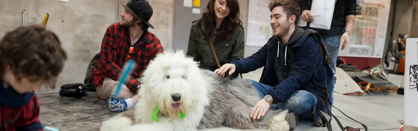 Three people surrounding a white and grey service dog.