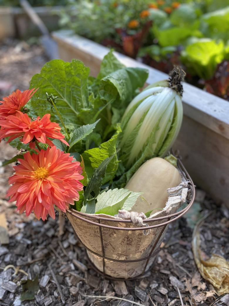 Harvest from companion planting of dahlia, lettuce, and squash