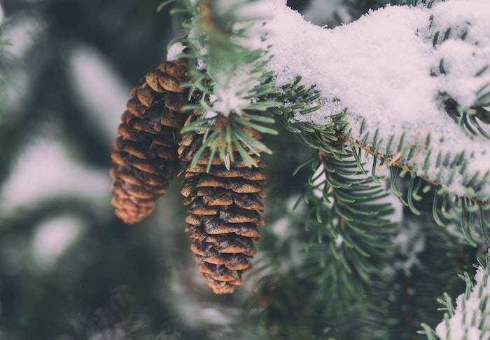 A close-up photograph of a coniferous tree with snow on its needles and two pine cones attached.